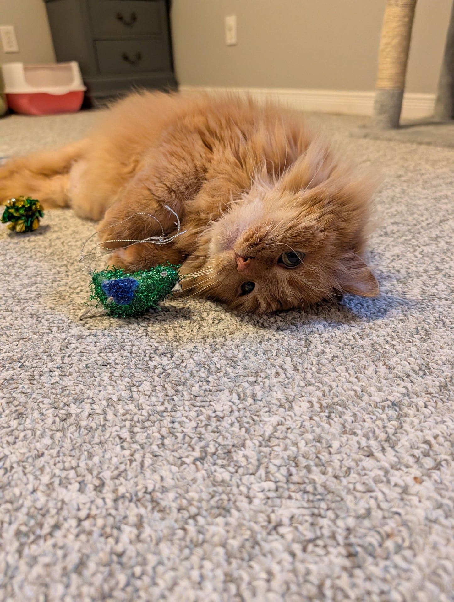 Ginger