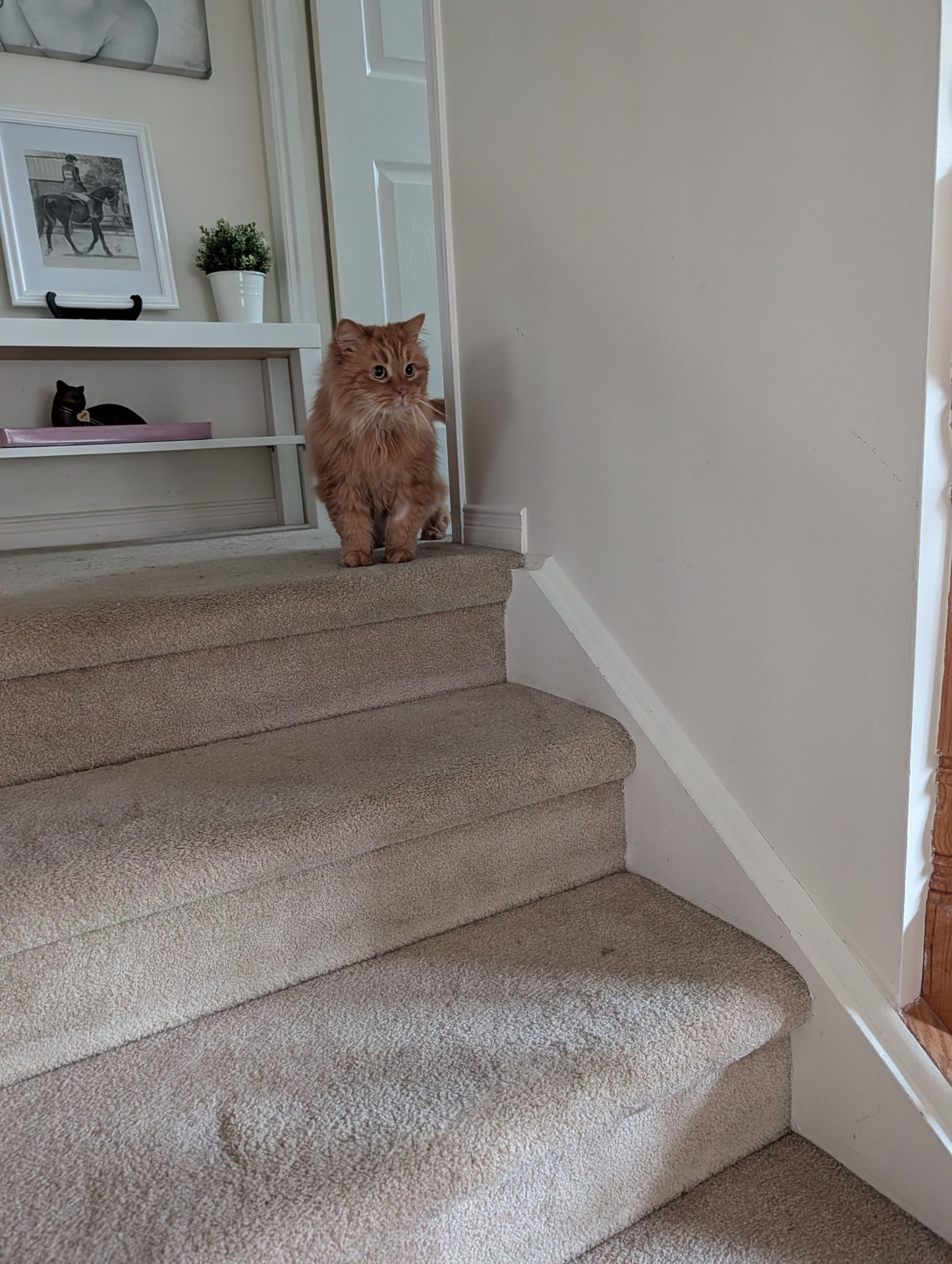 Ginger