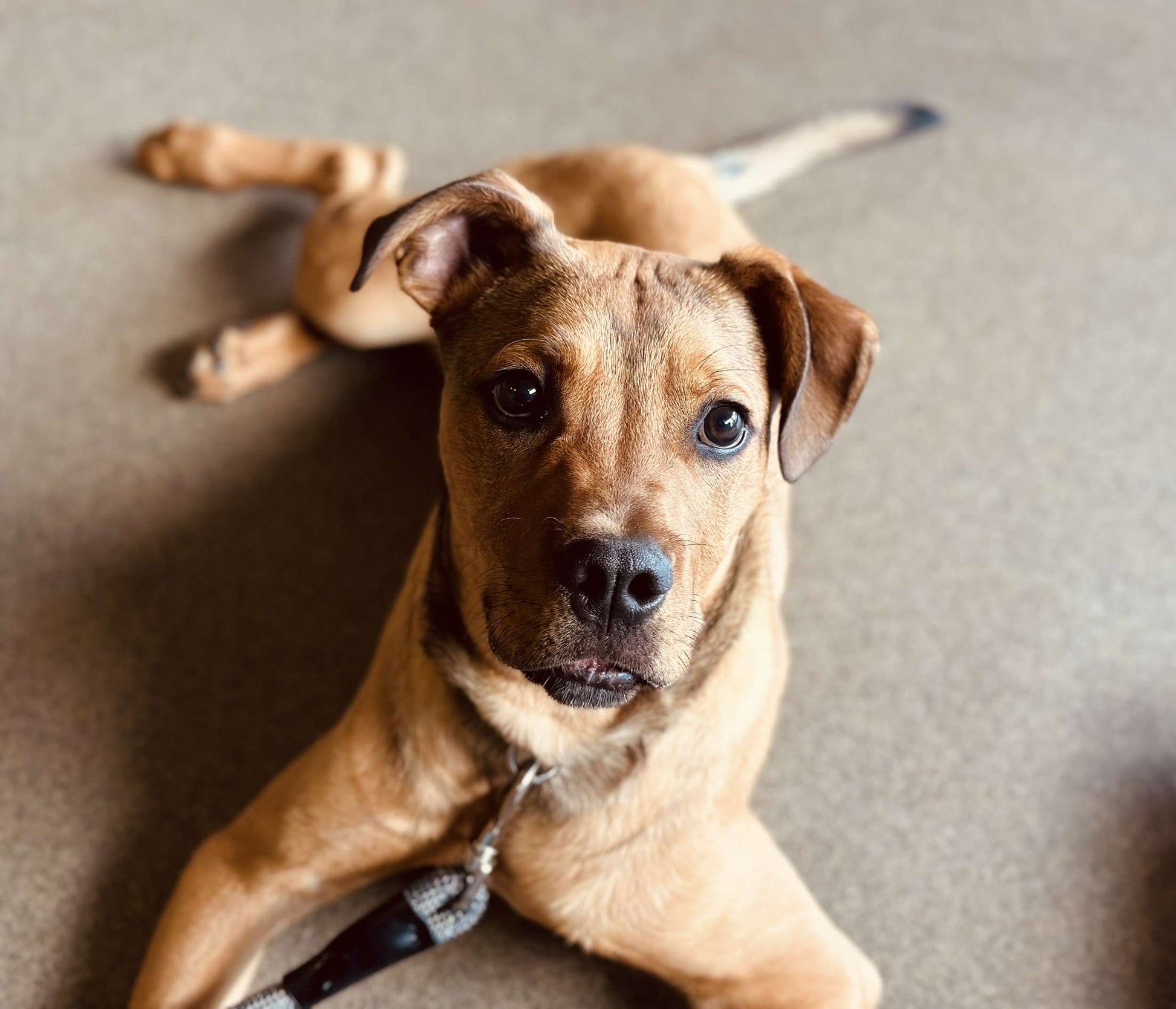 Spca Monterey County Spca Puppies For Sale Spca Dogs Spca