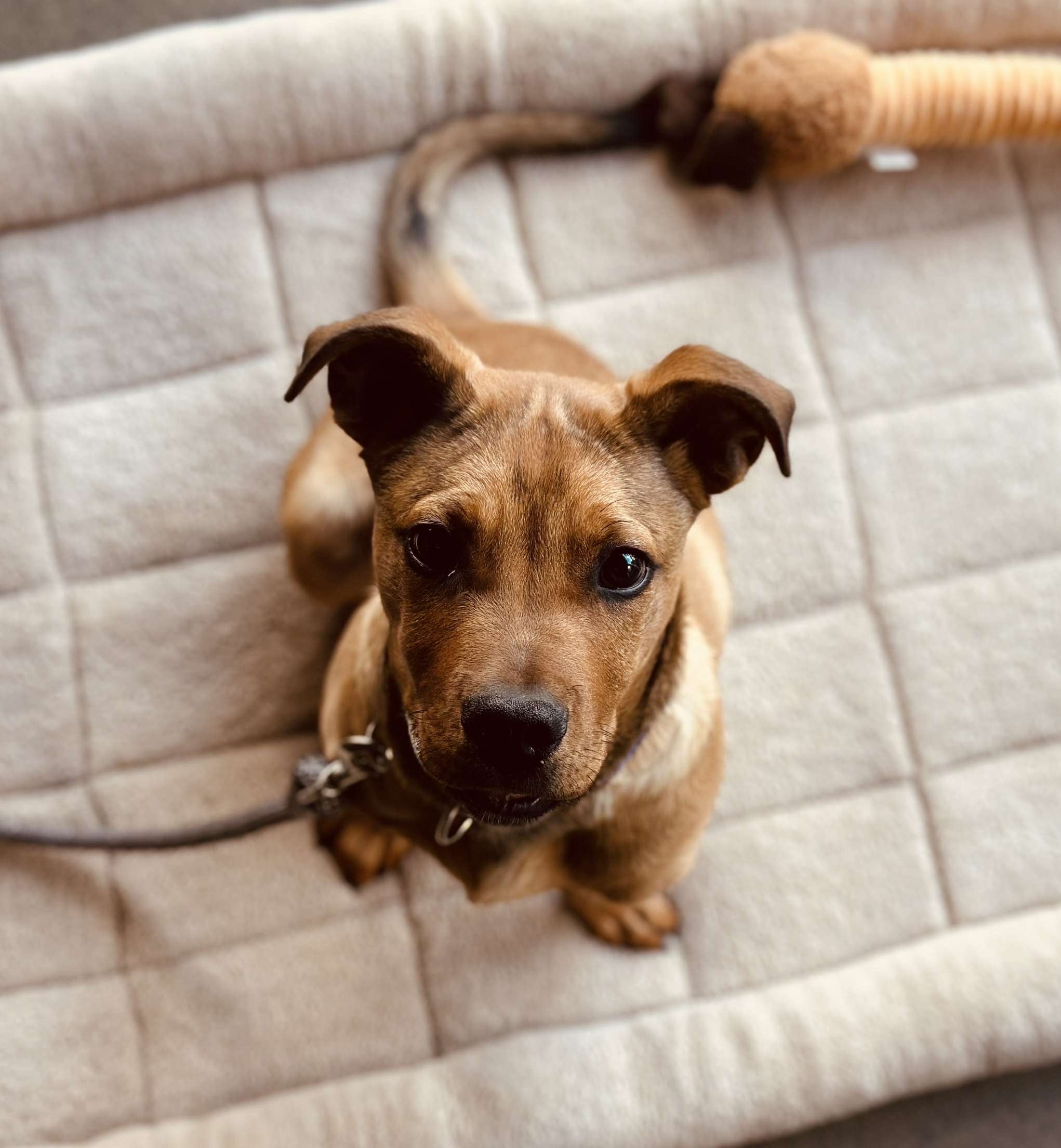 Adoption Lucky Mutts Rescue Petfinder Buy Mutts For Adoption Flash