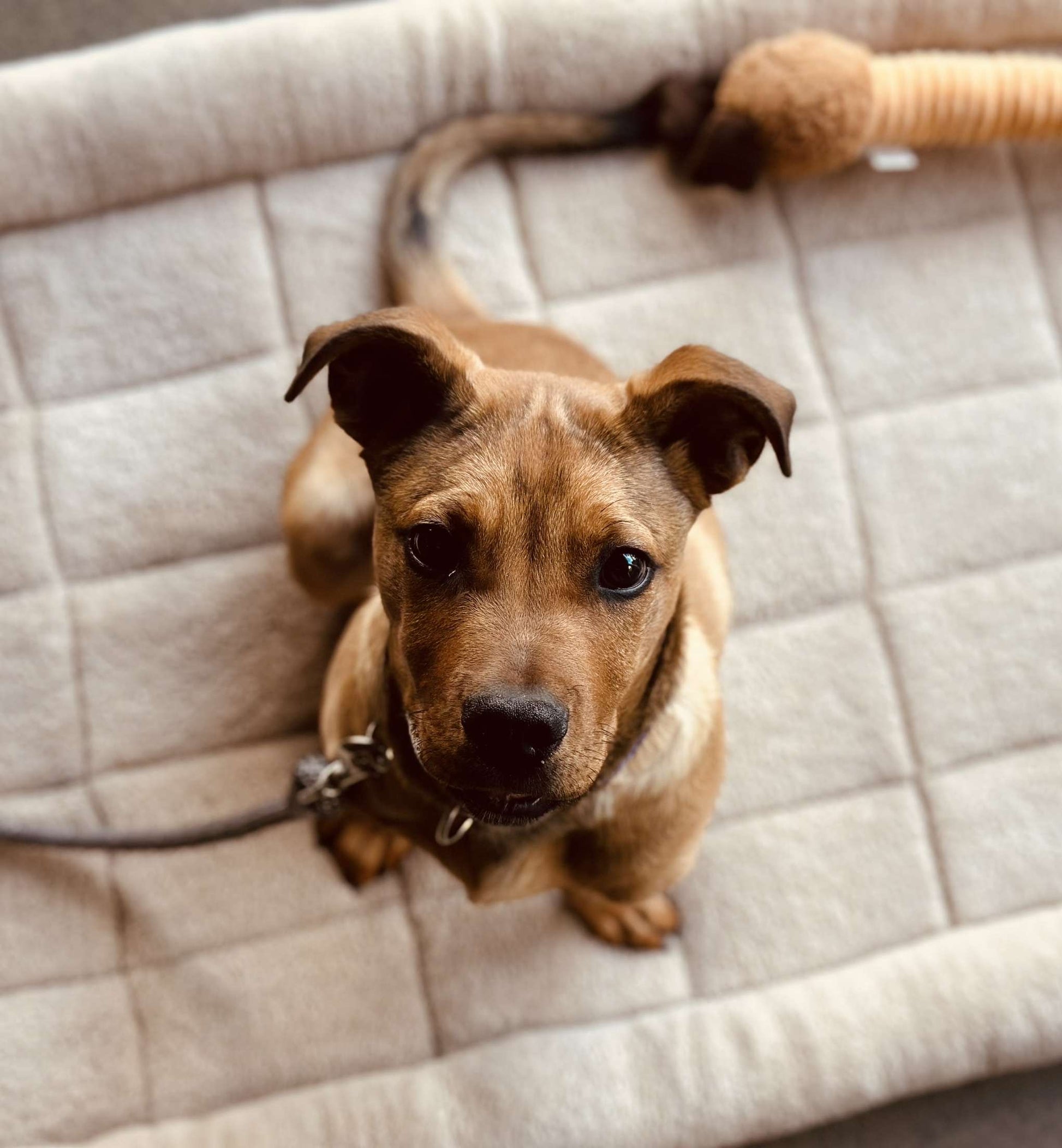 Inoe Calm Toy Dog Breeds Spca Profile Brant County Spca Dogs On