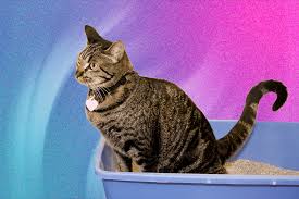 Cat Litter Super Clump