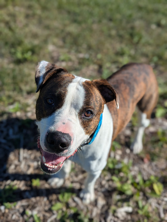 Milo