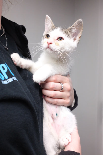 Mimewsa