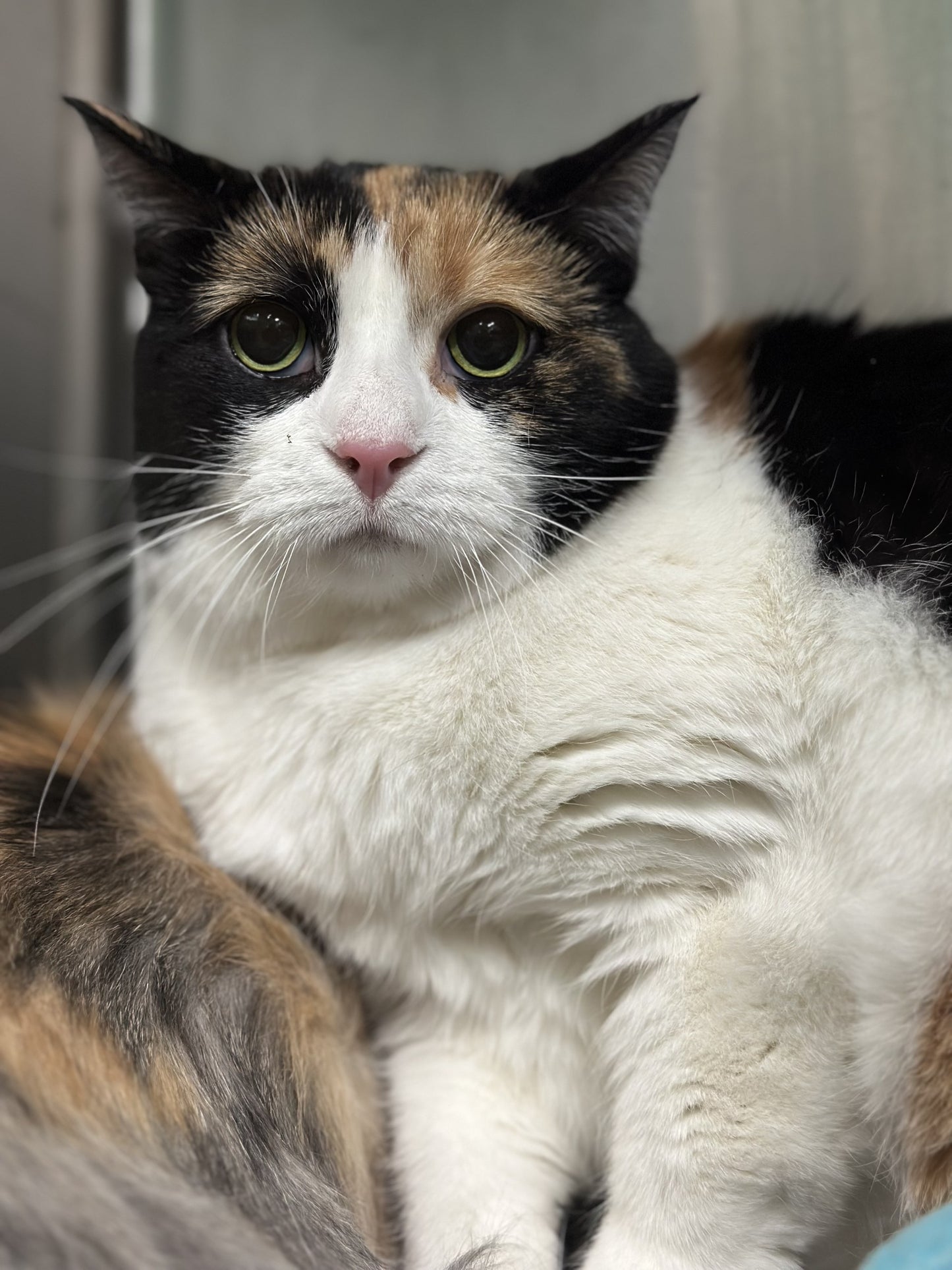 Molly & Bonnie (Bonded Pair)