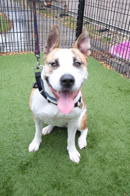 Nova