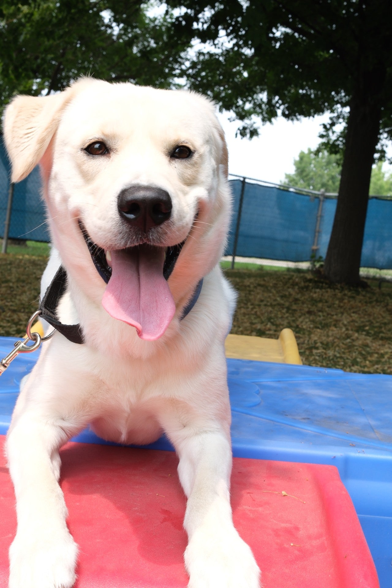 Ollie