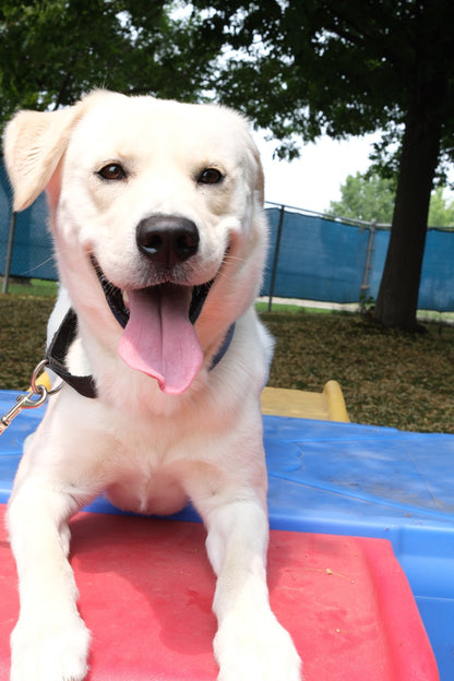 Ollie