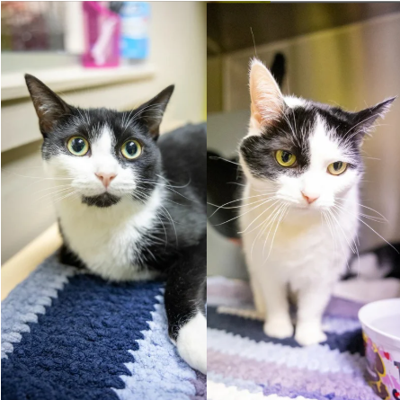 Gizmo & Peggy (Bonded Pair)