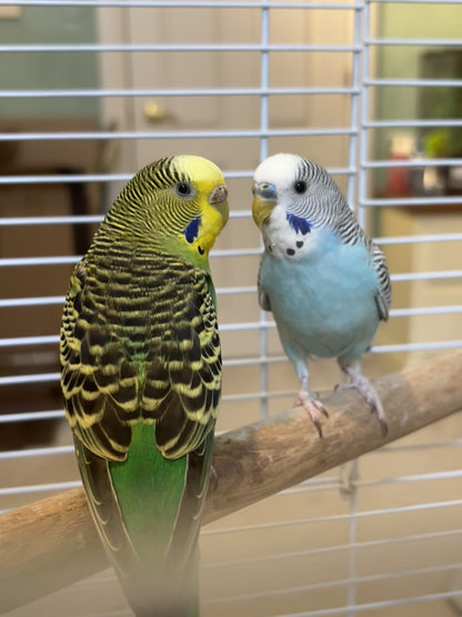 Pika & Boo