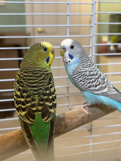 Pika & Boo