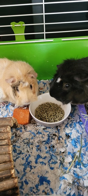 Polly & Penelope Pocket