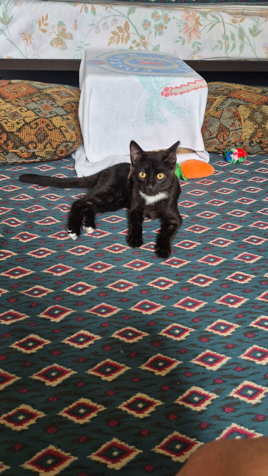 Puddy Tat