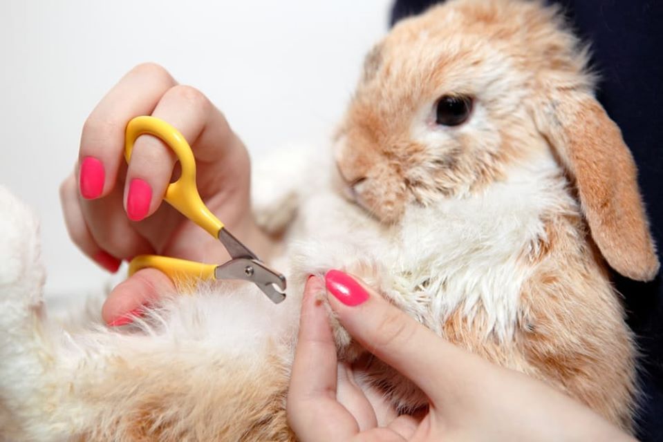 Small Animal Nail Trims
