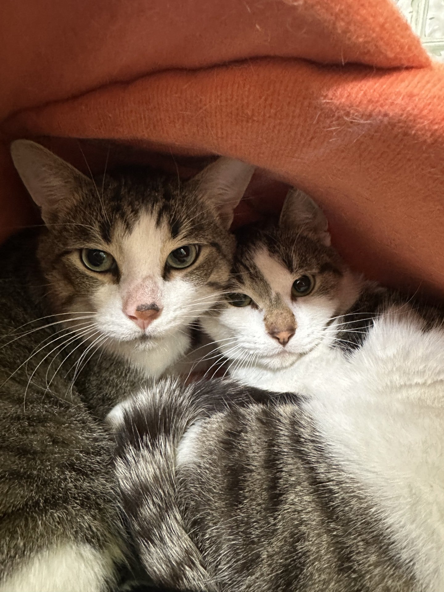 Rolls & Royce (Bonded Pair)