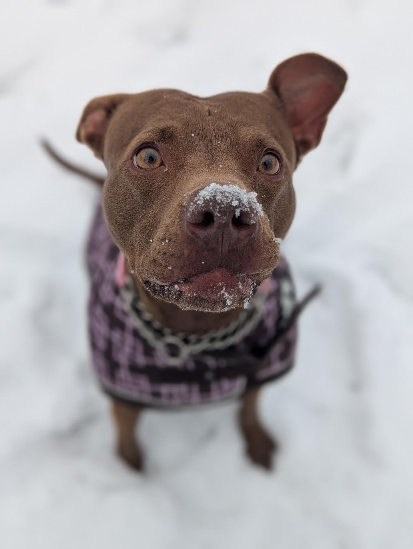 Scarlett (Sponsored Adoption Fee)