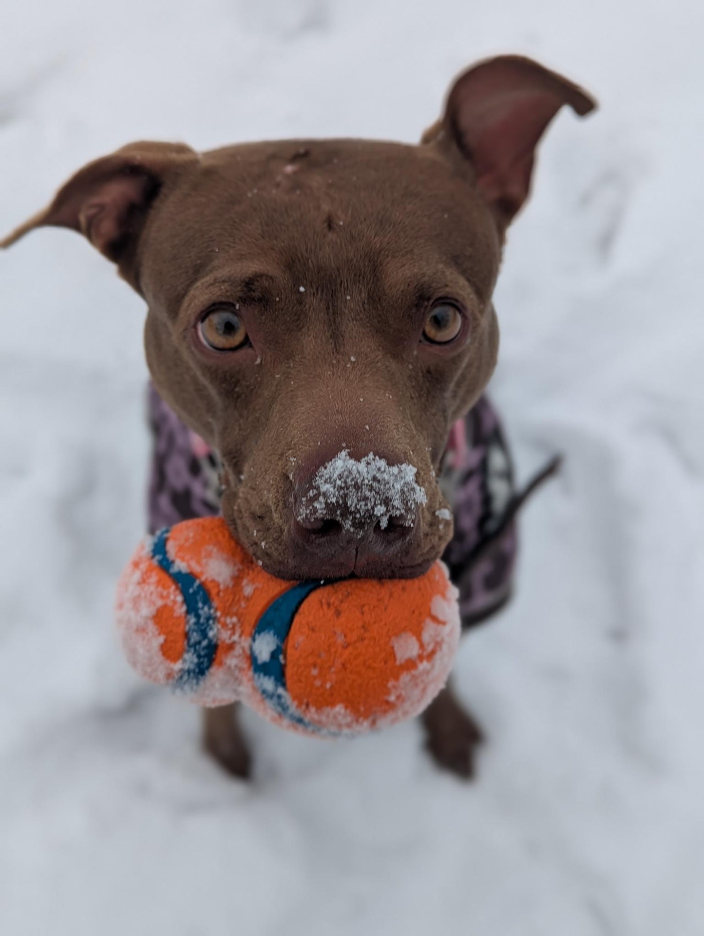 Scarlett (Sponsored Adoption Fee)