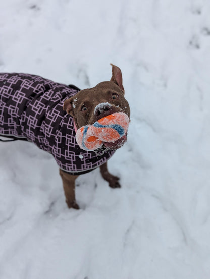 Scarlett (Sponsored Adoption Fee)