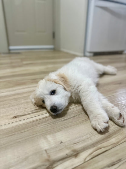 Tundra