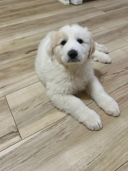 Tundra