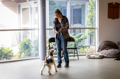 K9 Principles Dog Training