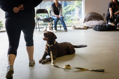 K9 Principles Dog Training