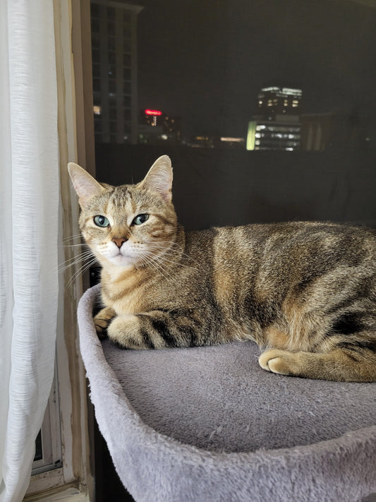 Stella