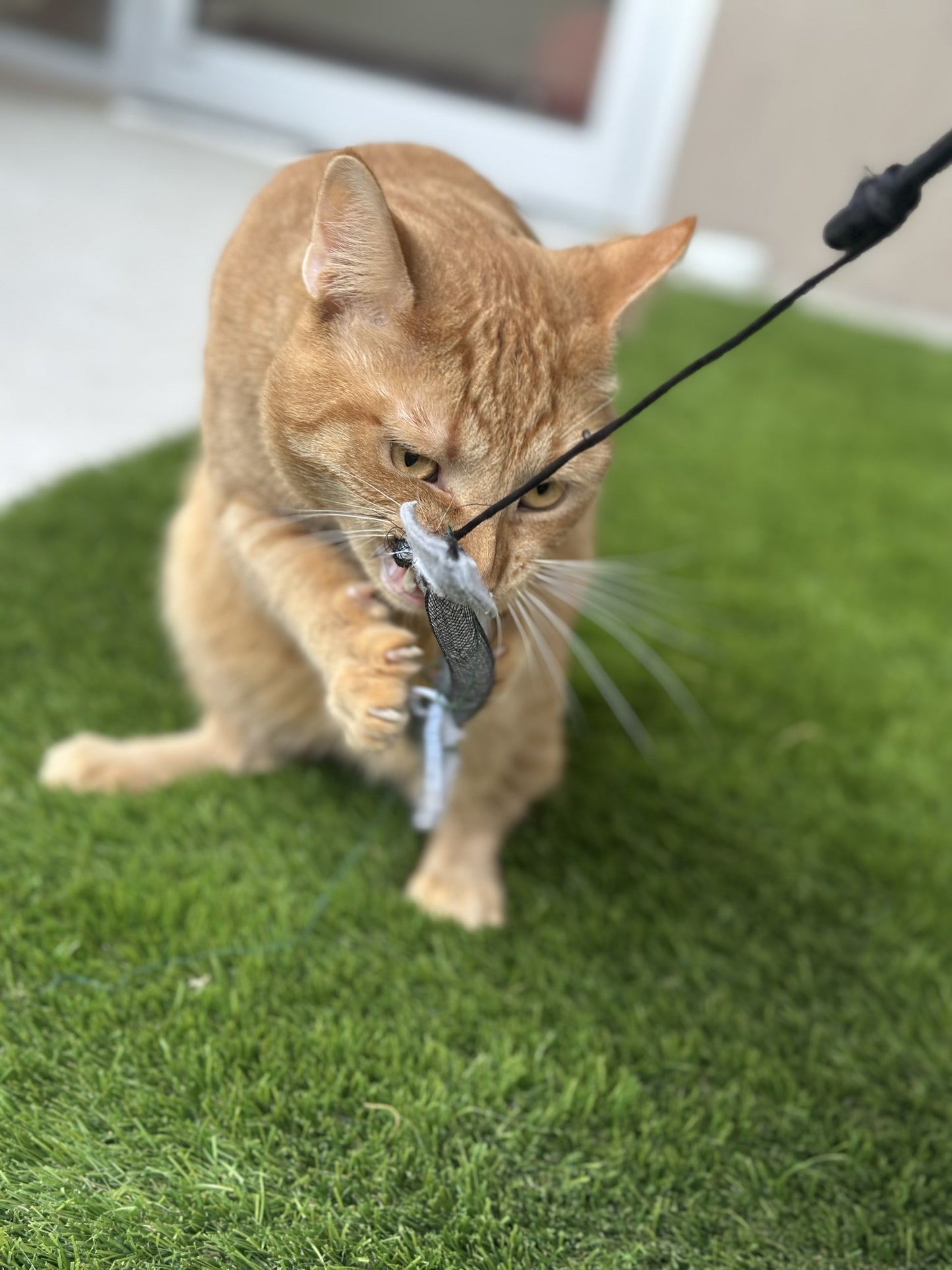 Sir Purrwell