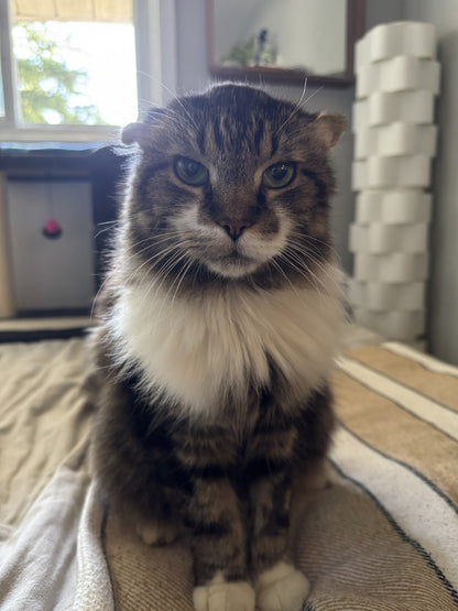Madison