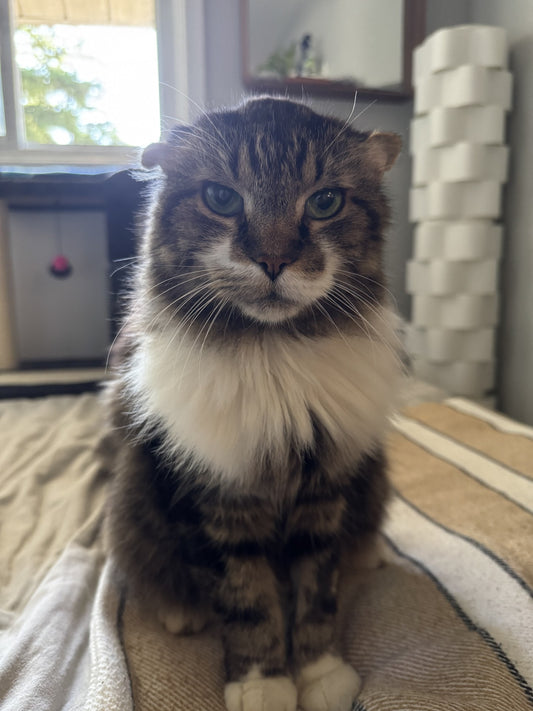 Madison
