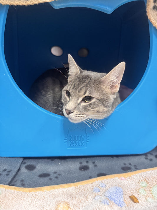 Remy