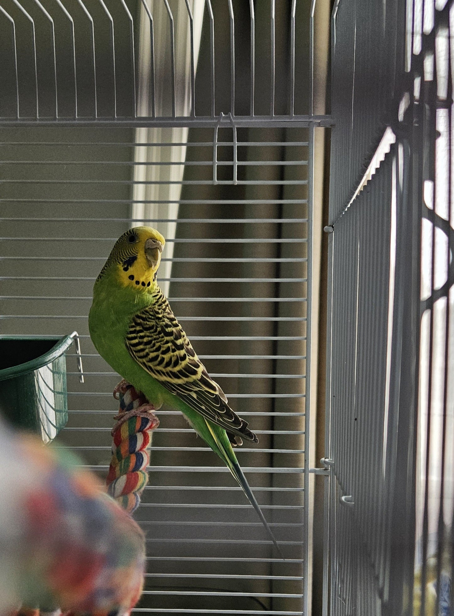 Tinkerbell
