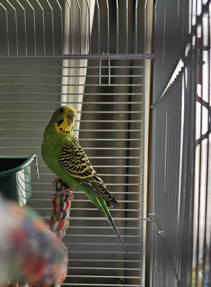 Tinkerbell
