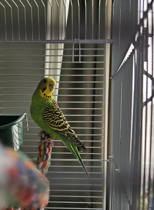 Tinkerbell