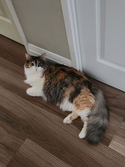 Molly & Bonnie (Bonded Pair)