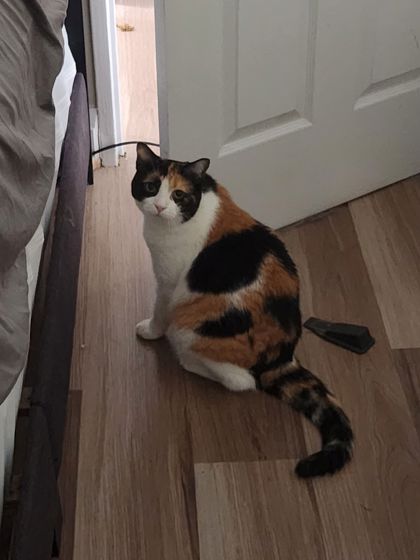 Molly & Bonnie (Bonded Pair)